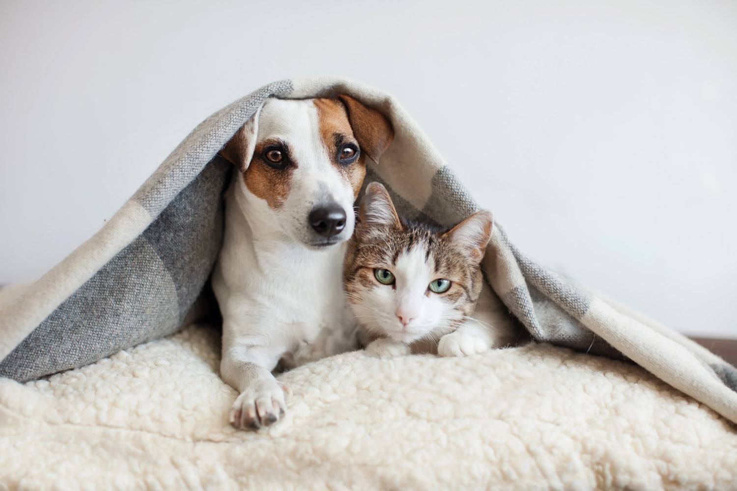 Pet Toy Collection