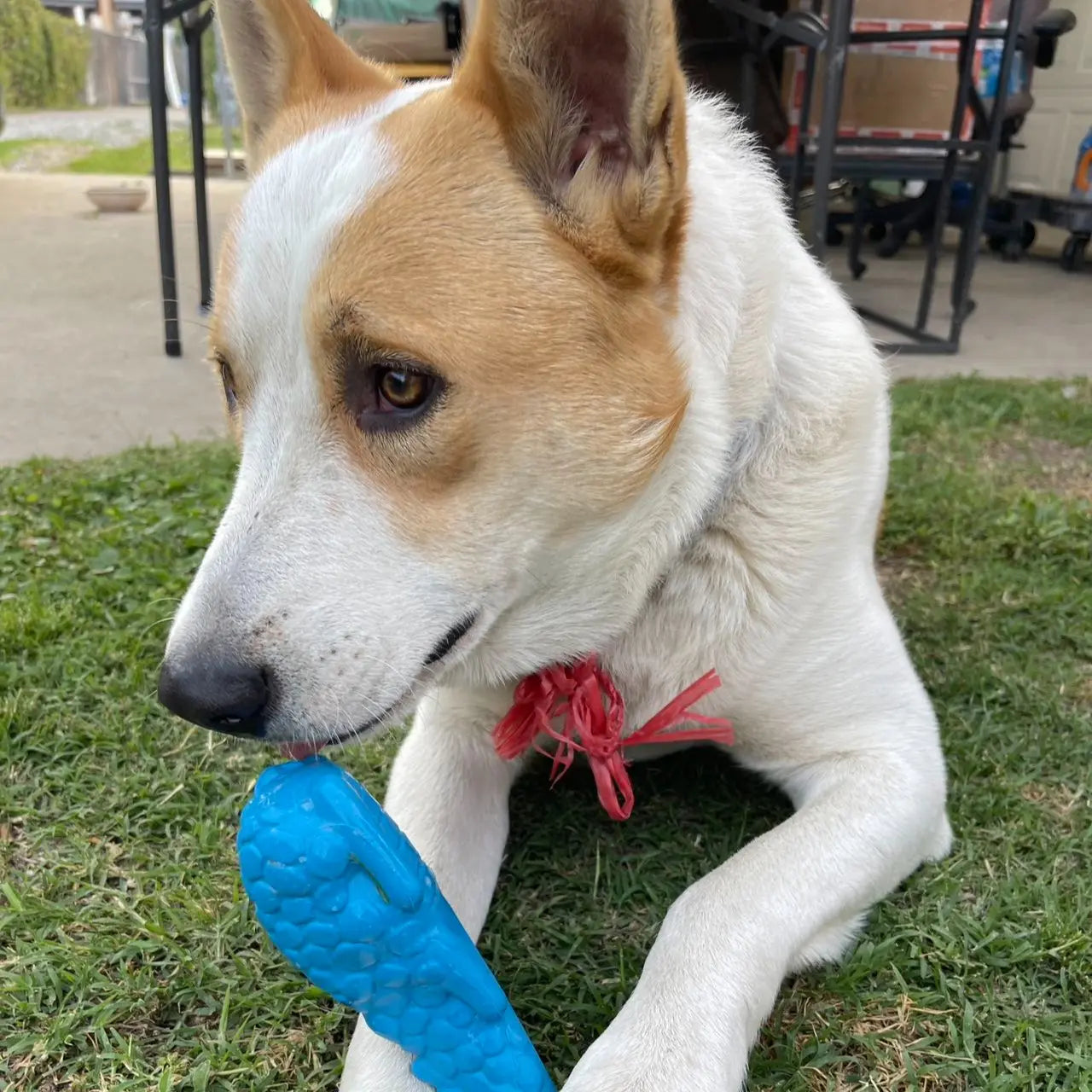 Dog Toys for Large Dogs/Dog Chew Toys Durable Dog Toys Tough Dog Toys for Small Medium Large Dogs