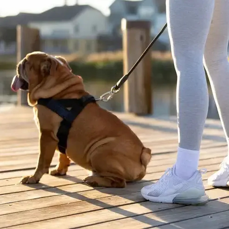 Dog Friendly Co. Harness - Easy to Fit No-Pull Design - Safe Secure and Comfortable - Ideal for All Dogs- Adjustable Straps for Perfect Fit - Chafe-Resistant Lightweight Straps